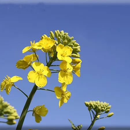 Deutsches Haus Lejlighed *